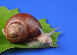 蜗牛超清图片