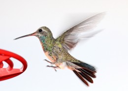 娇小的蜂鸟图片大全