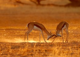 两只鹿打架图片大全