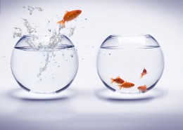 鱼缸中的金鱼图片