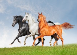 奔跑的骏马图片大全