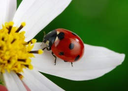 植物上的七星瓢虫图片大全