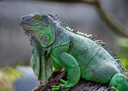 变色龙特写图片大全