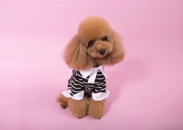 泰迪犬图片大全