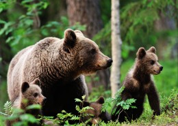 森林中的棕熊图片