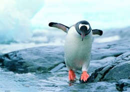 南极企鹅图片