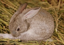 可爱超萌兔子图片