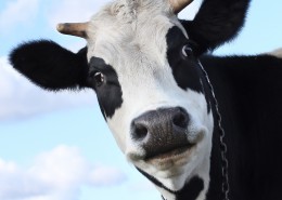 可爱的奶牛图片