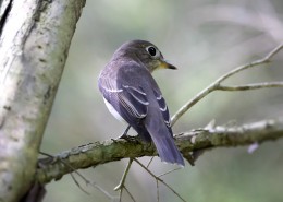 北灰鹟图片大全