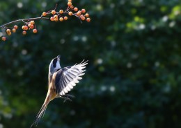 伯劳鸟图片大全