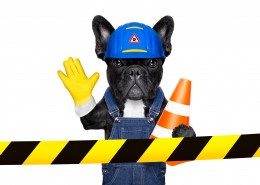 职业装宠物狗图片