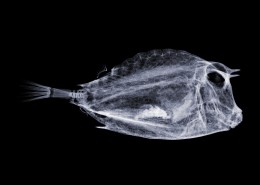 X光下的各种动物图片