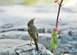 北红尾鸲图片大全