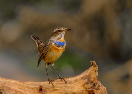 蓝点颏图片大全