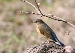 红胁蓝尾鸲图片大全