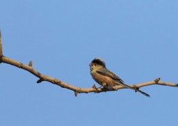 银喉长尾山雀图片大全