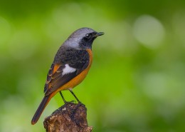 北红尾鸲图片大全