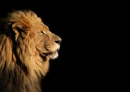 威严的狮子图片