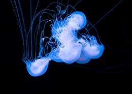 海洋中水母图片大全