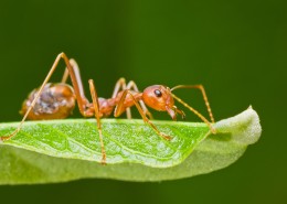 植物上蚂蚁图片