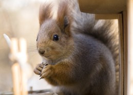 可爱的松鼠图片