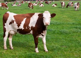 牧场上奶牛图片大全