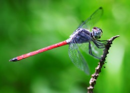 蜻蜓特写图片