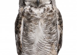 可爱的猫头鹰图片