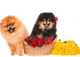 可爱的宠物狗图片