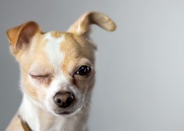 不同品种的宠物狗图片大全