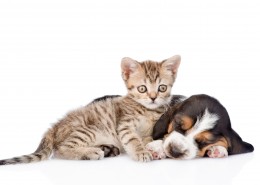 宠物猫和宠物狗图片