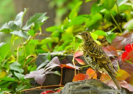 虎斑地鸫鸟类图片