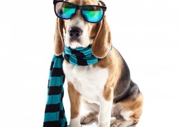 宠物狗拟人图片大全