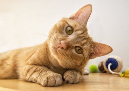 可爱的小猫图片