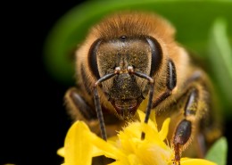 采蜜的蜜蜂图片