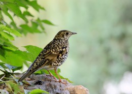 高清虎斑地鸫鸟类图片