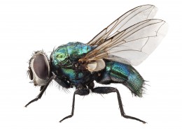 苍蝇图片