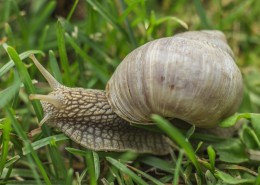 户外蜗牛特写图片