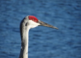 头顶鲜红羽毛的沙丘鹤图片