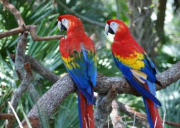 色彩斑斓的五彩金刚鹦鹉图片大全