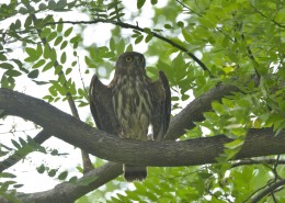 褐鹰鸮图片大全