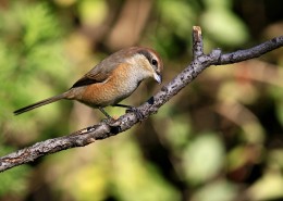 牛头伯劳鸟类图片大全