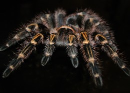 性情凶猛的狼蛛图片