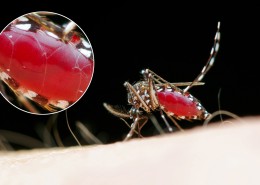 吸血的蚊子图片大全