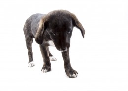 白色背景小狗狗图片