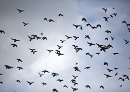 天空上无数的飞鸟图片