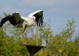 姿态优美的拨浪鼓鹳图片