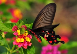 玉带凤蝶图片大全