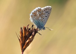 花纹特别的灰蝶图片