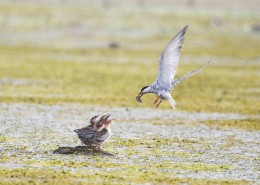 须浮鸥图片大全